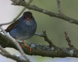 Catharus auratiirostris