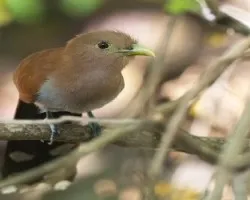 Piaya cayana