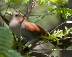 Piaya cayana