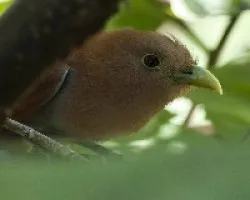 Piaya cayana