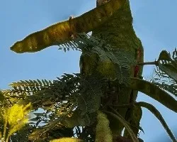 Amazona albifrons