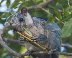 Ardilla comiendo