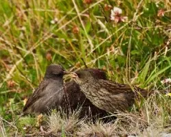 Junco volcani