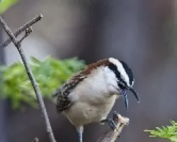 Campylorhynchus rufinucha