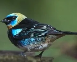 Tangara larvata