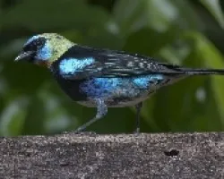Tangara larvata