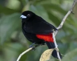Ramphocelus passerinii