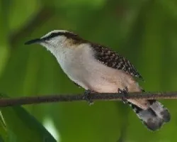 Campylorhynchus rufinucha