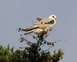 Elanus leucurus