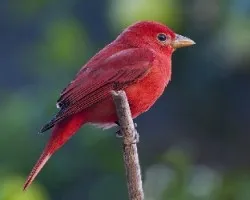 Piranga rubra