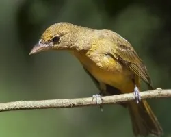 Piranga rubra