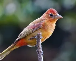 Piranga rubra