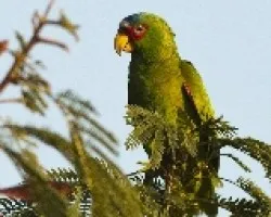 Amazona albifrons