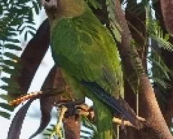 Aratinga canicularis