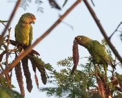 Aratinga canicularis