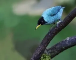 Chlorophanes spiza