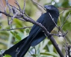 Crotophaga sulcirostris 