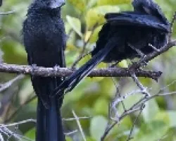 Crotophaga sulcirostris 