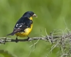 Spinus psaltria