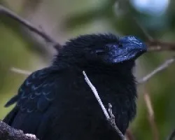 Crotophaga sulcirostris