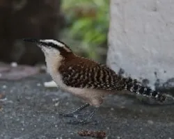 Campylorhynchus rufinucha
