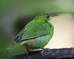 Chlorophanes spiza