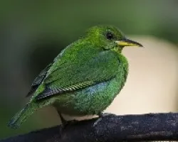 Chlorophanes spiza