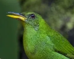 Chlorophanes spiza