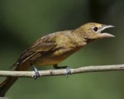 Piranga rubra