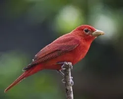 Piranga rubra