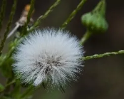 Taraxacum officinale