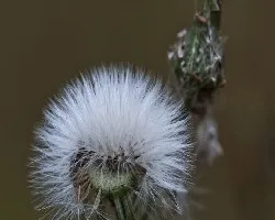 Taraxacum officinale