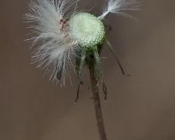 Taraxacum officinale