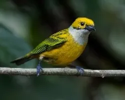 Tangara icterocephala