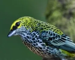Tangara guttata 