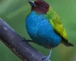 Tangara gyrola