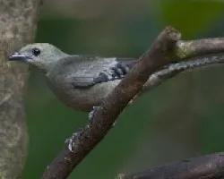 Thraupis palmarum