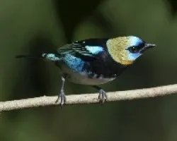 Tangara larvata