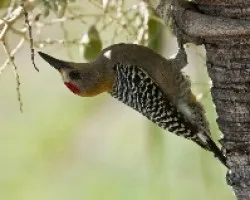 Melanerpes hoffmannii