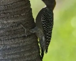 Melanerpes hoffmannii