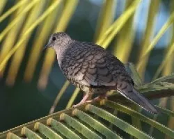Columbina inca