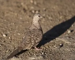 Columbina inca