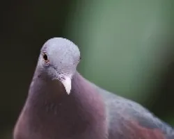 Patagioenas flavirostris