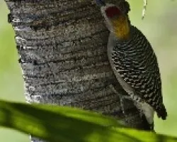 Melanerpes hoffmannii