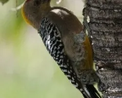 Melanerpes hoffmannii