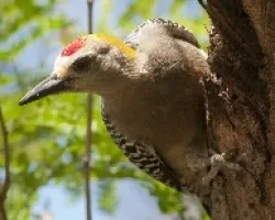 Melanerpes hoffmannii