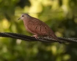 Columbina talpacoti