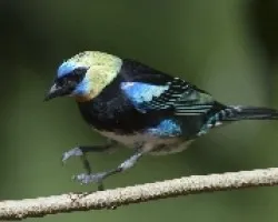 Tangara larvata