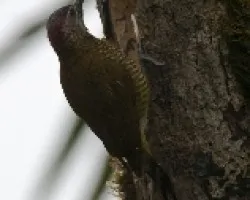 Colaptes rubiginosus