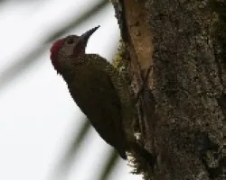 Colaptes rubiginosus